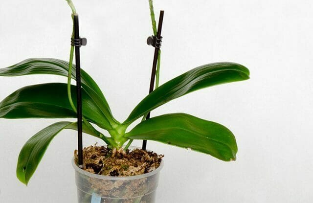 Orchideák tört az életünkbe, és gyorsan szerzett népszerűségét