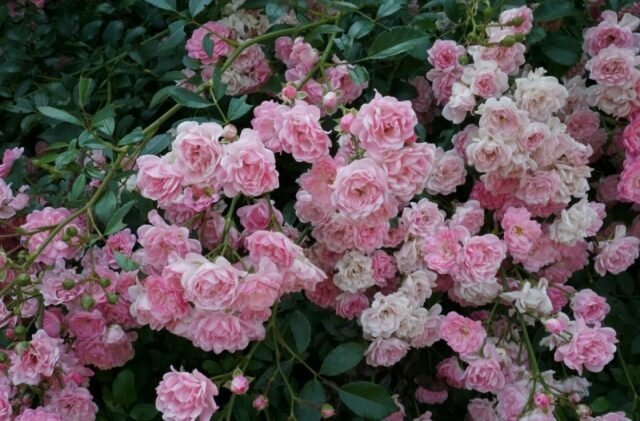 Groundcover rózsa virágzik a hajtásokon különböző korú