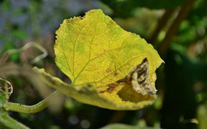 Az uborka göndör, sárgák és száraz levelek 🍃 ne ess pánikba! 🍃 Teendő: Tanácsok egy tapasztalt kertész