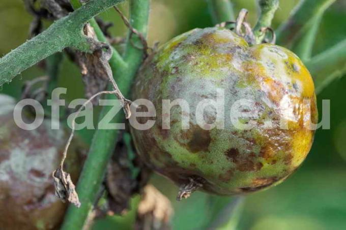  burgonyavész paradicsom. Illusztráció egy cikket használják a normál engedély © ofazende.ru