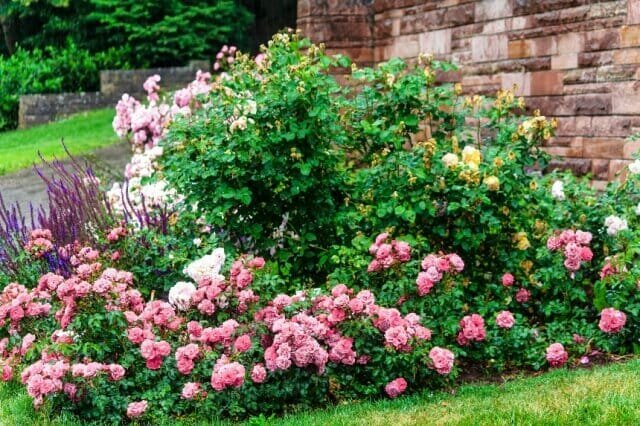 Hogyan hozzunk létre egy elegáns virág rózsák - a fajták kiválasztására, a gondoskodás szabályai