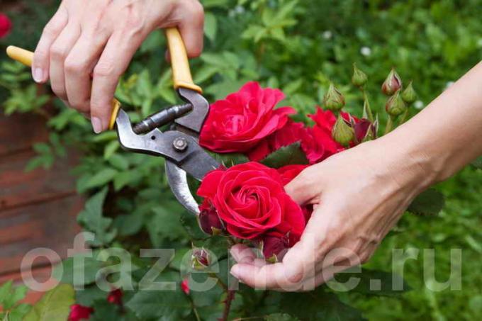 Metszés rózsa (Fotó használt standard alapján licenc © ofazende.ru)