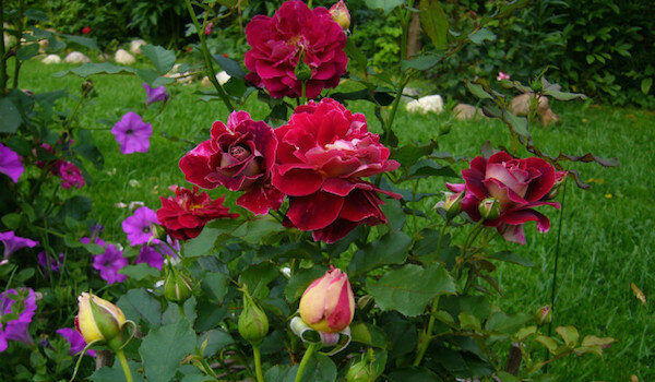 Hasznos szomszédok rózsák: ez a legjobb a növény mellé virágok