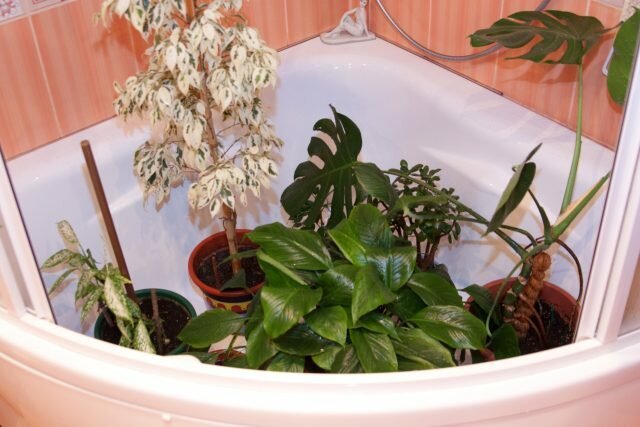 Forró zuhany a szobanövények: felfedi a titkot
