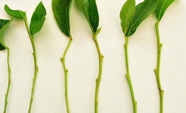 Személyes tapasztalat: hogyan terjednek a növények zöld dugványok trudnoukorenyaemye