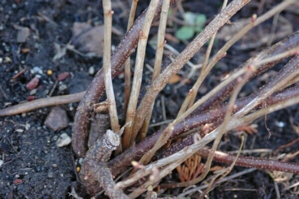 Tavaszi metszés ribizli javíthatja a jelenlegi szezonban termény és megalapozza a jövő évre