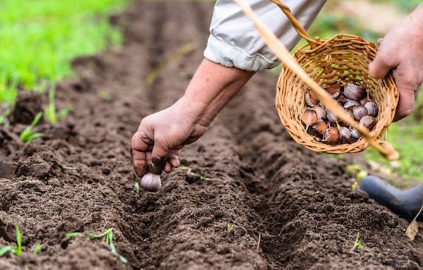 Mit lehet ültetni a tél beállta előtt a kertben: 10 Cultures