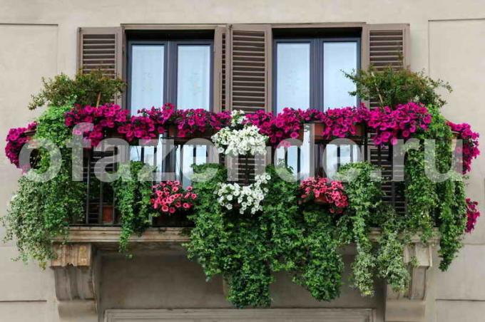 Virágoskert az erkélyen kezét: Tippek kertészek