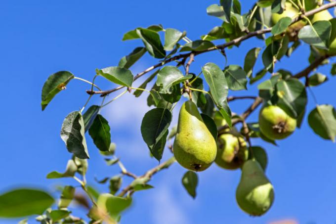 Miért esik le a petefészek és a gyümölcs az alma, szilva, cseresznye és más fák