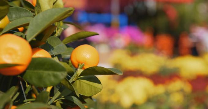 Mandarin fa kerül a megvilágított terület, és rendszeresen öntözni. Illusztráció egy cikket használják a normál engedély © ofazende.ru