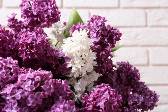 Változatos fajta lila - dekoráció minden kertben. Illusztráció egy cikket használják a normál engedély © ofazende.ru