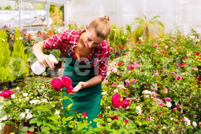 Növekvő rózsák. Illusztráció egy cikket használják a normál engedély © ofazende.ru