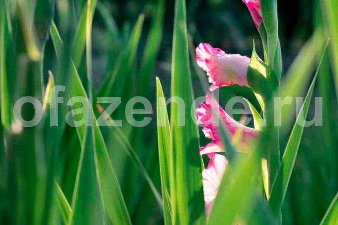 Növekvő Gladiolus. Illusztráció egy cikket használják a normál engedély © ofazende.ru