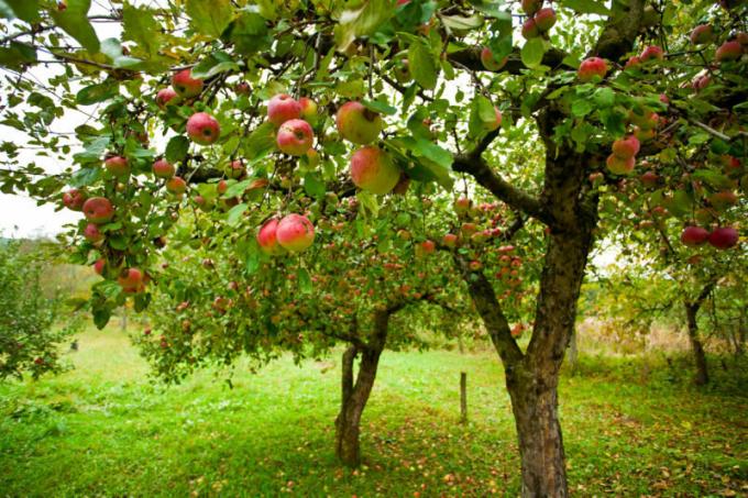 Sok kertészek szembesül ilyen probléma, amikor az almát rothadás alma. Illusztráció egy cikket használják a normál engedély © ofazende.ru