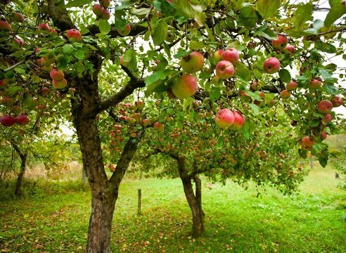 Hogyan nő egy almafa kert