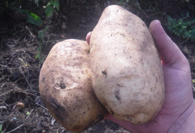 Grade krumpli "Lasunok"