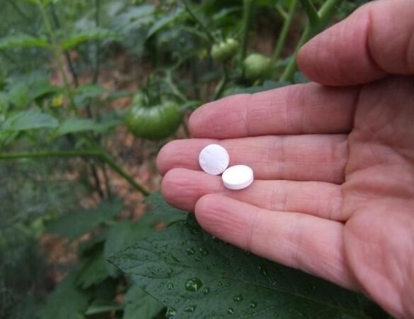 Hogyan növelhető a termelékenység és a növények kezelésére lisztharmat ellen aszpirin