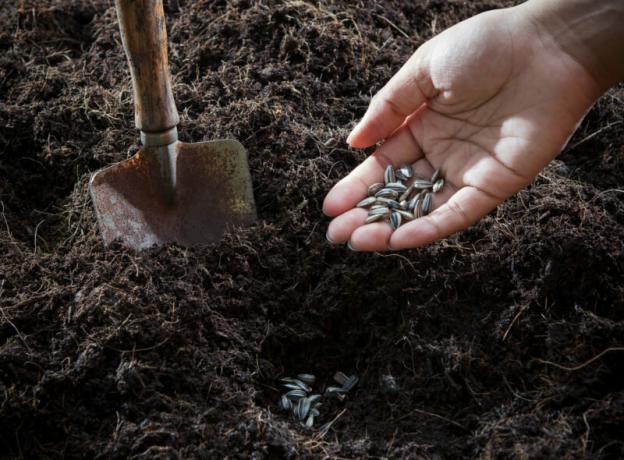 A talaj és a magok ready ültetés. Illusztráció egy cikket használják a normál engedély © ofazende.ru