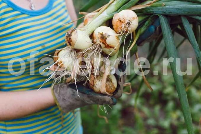 Hogyan kap egy nagy termés hagyma: 4 gyorstipp