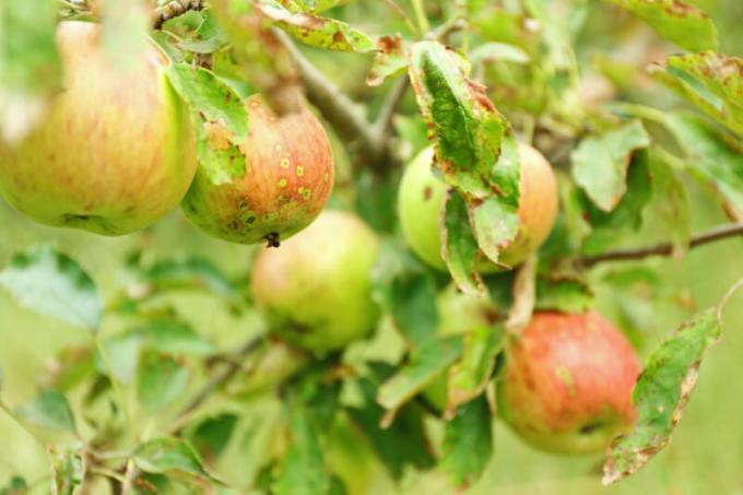 Gyakran előfordul, hogy a webhely tulajdonosai szembesülnek azzal a ténnyel, hogy az alma és a körte fák csavart levelek. Illusztráció egy cikket használják a normál engedély © ofazende.ru