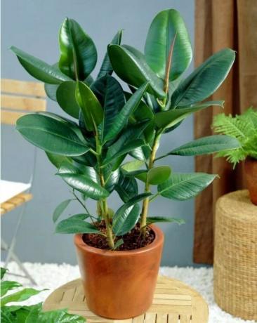 Telített zöld Ficus Elastica pozitív hatást gyakorol az emberi pszichés állapot