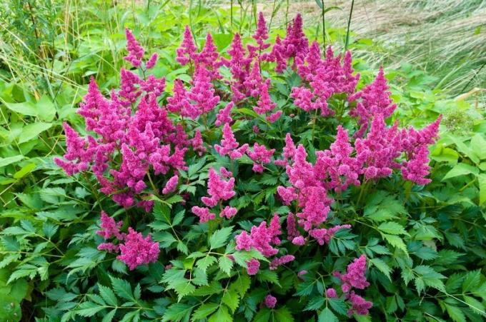 Astilbe. Illusztráció egy cikket használják a normál engedély © ofazende.ru