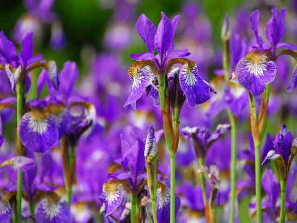 Virágzó Iris © ofazende.ru