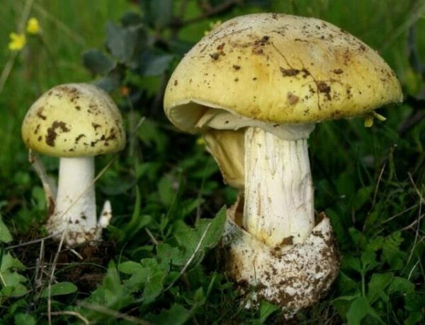 10 féle mérgező gombák, amelyek a legjobb marad az erdőben