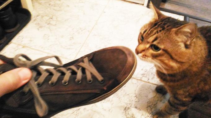 Elfogadása cipő a macskám.