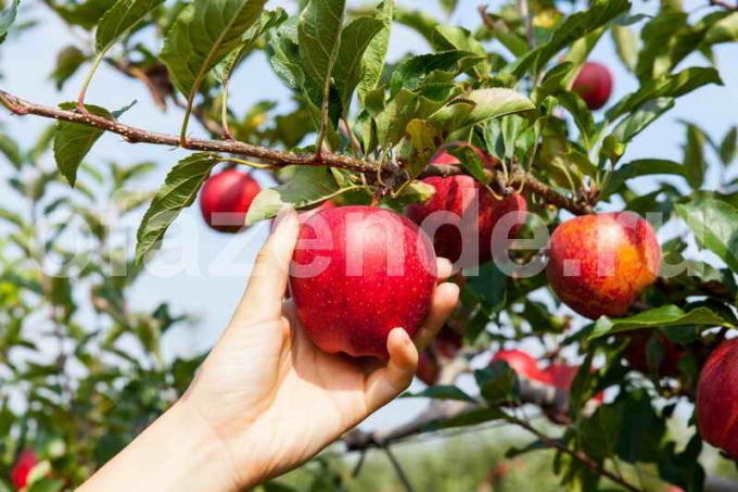 Növekvő almafák. Illusztráció egy cikket használják a normál engedély © ofazende.ru