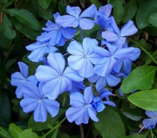 Monokróm kék virágzat