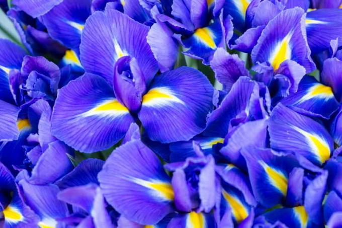 Blooming Iris. Illusztráció egy cikket használják a normál engedély © ofazende.ru