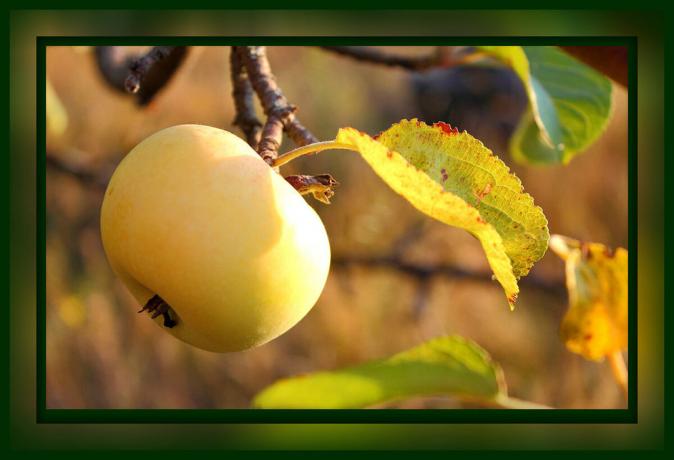 Kötelező gondoskodni az almafa, szeptemberben és októberben: csak 4 lépésben egy nagy termés, amelyet meg kell tenni most