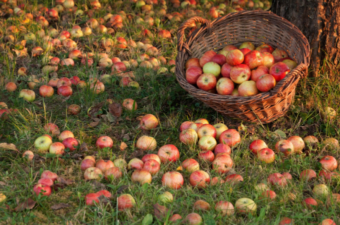 Hogyan kell használni a váratlan alma használatával (vagy), hogyan kell bekapcsolni hulladék profit