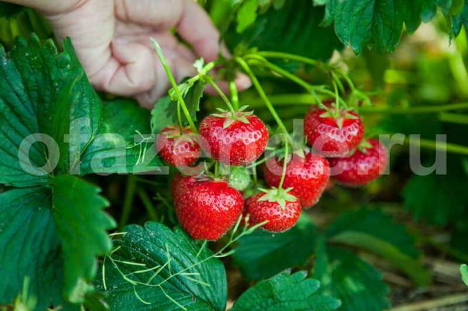 Epret termeszteni. Illusztráció egy cikket használják a normál engedély © ofazende.ru