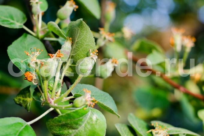 Növekvő almafák. Illusztráció egy cikket használják a normál engedély © ofazende.ruVy grow alma? 