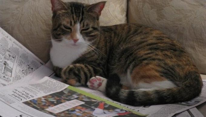 Környezetbarát, újrahasznosítható hetente egyszer kisállat alom. / Fotó: tuxedo-cat.co.uk