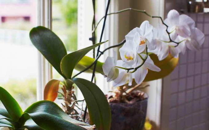 Orchidea egy ablak. Illusztráció egy cikket használják a normál engedély © ofazende.ru