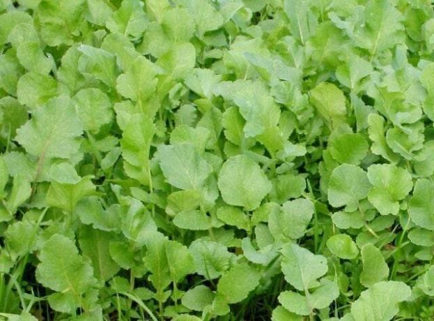 Olajretek - az egyik zöldtrágya, mely megvédi a kerti gyomok