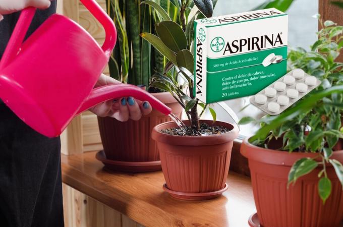 Aszpirin - igazi találni a virágok télen. Mi ez, és hogyan kell alkalmazni