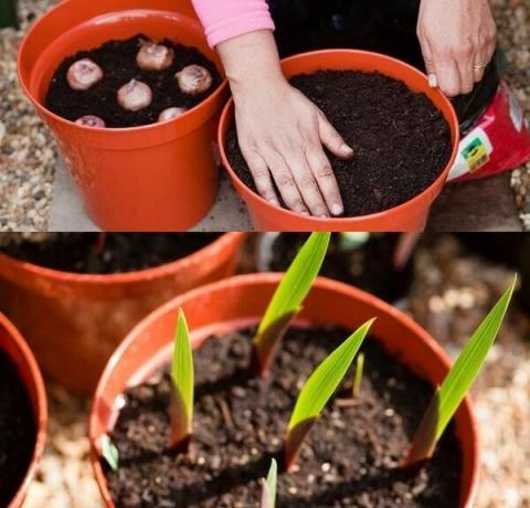 Seed szaporítási mód a kardvirág nehézségek merülnek fel, így a kertészek újonnan igénybe nem ajánlott. Kiváló minőségű funkciók nem mindig telt pontosan magokon keresztül. Sokszorosítás modern hibridek a kardvirág nem sikerül. Seed módszer gyakorlott között tenyésztők, hogy új fajták. Ha azt szeretnénk, hogy növekszik a kardvirág magokból, szükséges megszerezni ültetési anyag kiváló minőségű. Általános szabály, hogy a magok bemutatott iparcikk, gondosan kiválasztott és teljes mértékben megfelelnek a fajta.