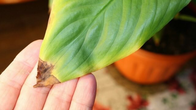 Trópusi szép Spathiphyllum reagál a szárazság és hő az egyik az első