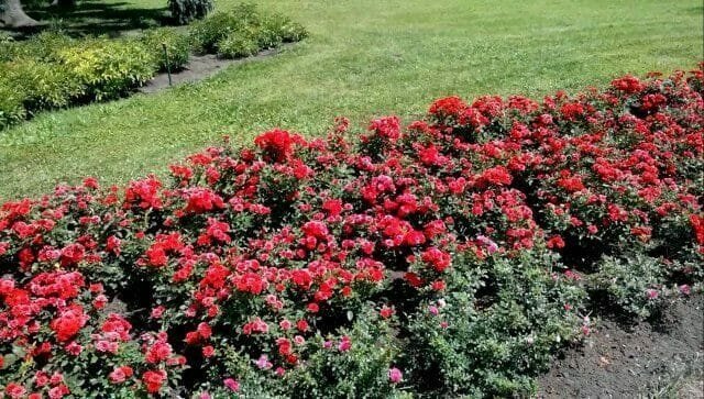 Metszés rózsa a tavasz: szabályok, tippek, tanácsok