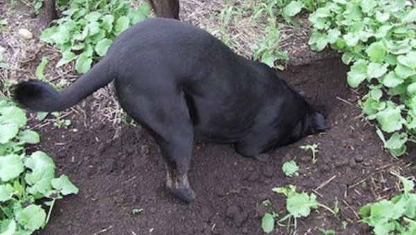 Hogyan ijeszteni a környéken kutyák ásni egy veteményeskert és szaladgálni a kertben ágy