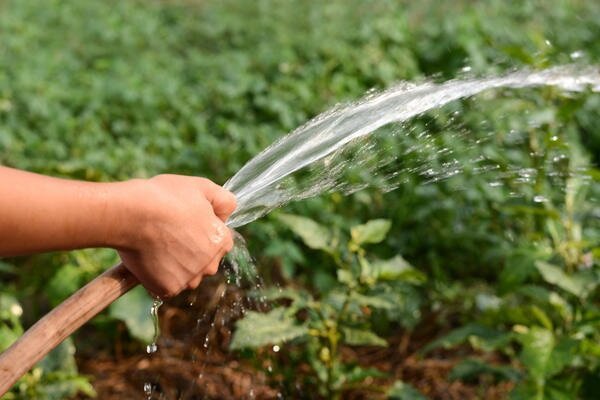 Lehetséges, hogy a víz a növények a kertben hideg vízzel? Saját tapasztalat
