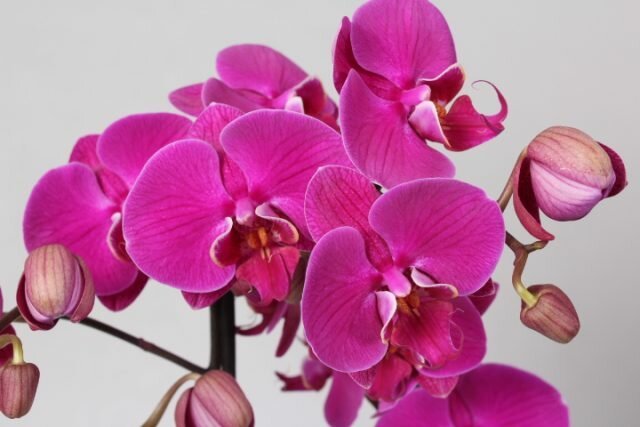 Hogyan törődik virágzó orchidea, hogy virágzott, ameddig csak lehet