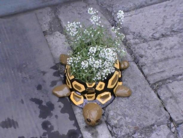 virágágyásba teknős