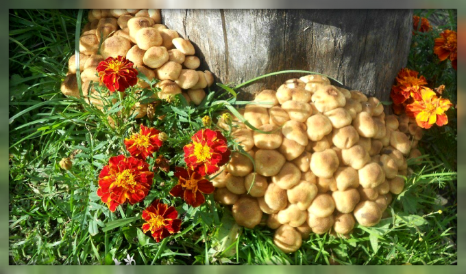Hogyan növekszik gombát a kertben és könnyen előállíthatók bőséges termés