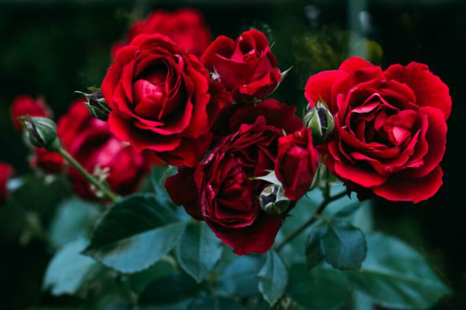 Hogyan kell menteni a rózsa növények tavasszal - a kibocsátás időpontja. Illusztráció egy cikket használják a normál engedély © ofazende.ru