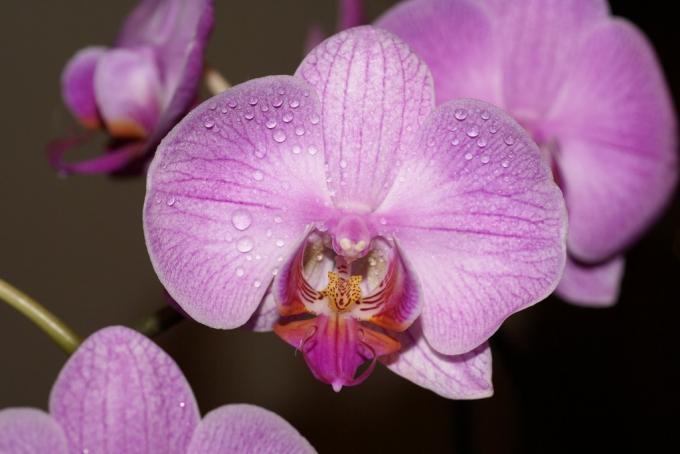 Orchidea konyha (45 fotó): csináld magad videóra vonatkozó utasításokat a telepítéshez, a konyhasarok jellemzői, ilyen típusú fülhallgatók, ár, fotó